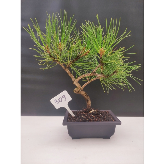 Bonsai Sosna Czarna Żywe Drzewko Pinus Nigra 10-letni prezent 309