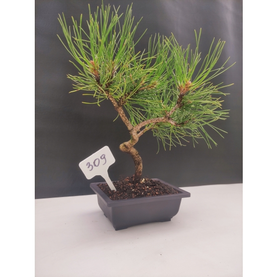 Bonsai Sosna Czarna Żywe Drzewko Pinus Nigra 10-letni prezent 309