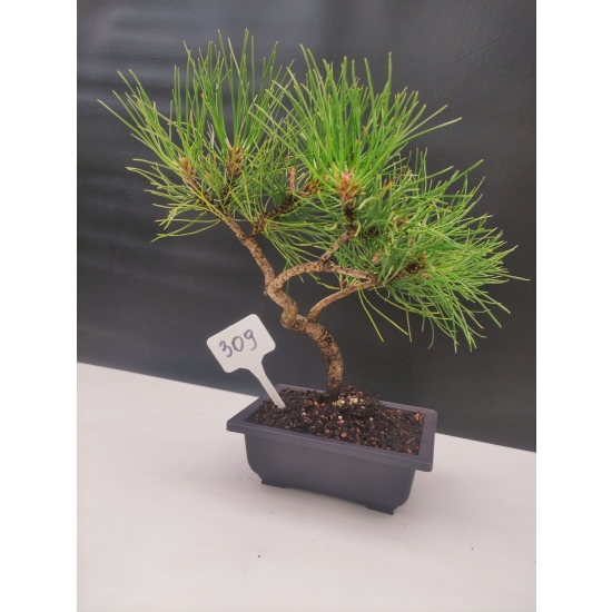 Bonsai Sosna Czarna Żywe Drzewko Pinus Nigra 10-letni prezent 309