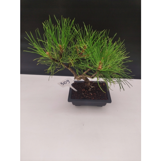 Bonsai Sosna Czarna Żywe Drzewko Pinus Nigra 10-letni prezent 309