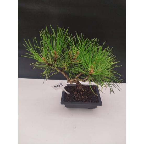 Bonsai Sosna Czarna Żywe Drzewko Pinus Nigra 10-letni prezent 309