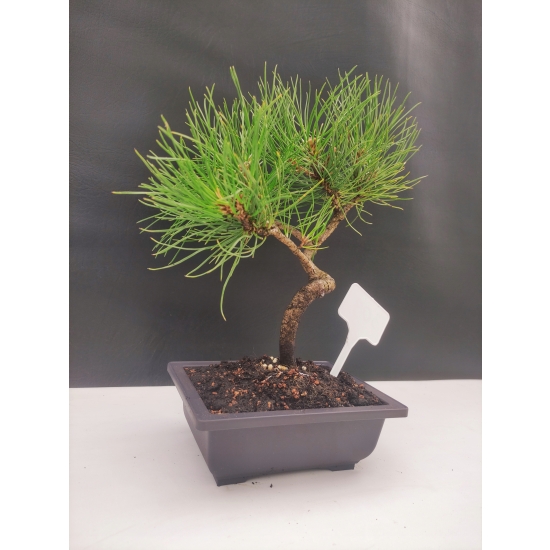 Bonsai Sosna Czarna Żywe Drzewko Pinus Nigra 10-letni prezent 309