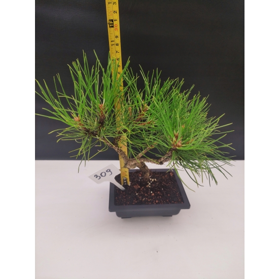 Bonsai Sosna Czarna Żywe Drzewko Pinus Nigra 10-letni prezent 309