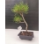 Żywe Drzewko Bonsai Sosna Czarna Pinus Nigra 10 lat na PREZENT paszport 301