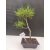 Żywe Drzewko Bonsai Sosna Czarna Pinus Nigra 10 lat na PREZENT paszport 301