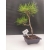 Żywe Drzewko Bonsai Sosna Czarna Pinus Nigra 10 lat na PREZENT paszport 301