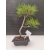 Żywe Drzewko Bonsai Sosna Czarna Pinus Nigra 10 lat na PREZENT paszport 301