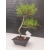 Żywe Drzewko Bonsai Sosna Czarna Pinus Nigra 10 lat na PREZENT paszport 301