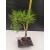 Żywe Drzewko Bonsai Sosna Czarna Pinus Nigra 10 lat na PREZENT paszport 301