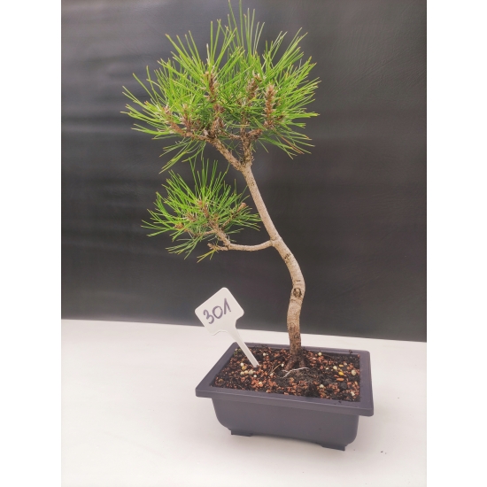 Żywe Drzewko Bonsai Sosna Czarna Pinus Nigra 10 lat na PREZENT paszport 301