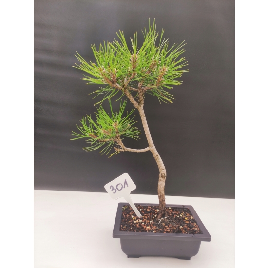 Żywe Drzewko Bonsai Sosna Czarna Pinus Nigra 10 lat na PREZENT paszport 301