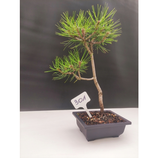 Żywe Drzewko Bonsai Sosna Czarna Pinus Nigra 10 lat na PREZENT paszport 301