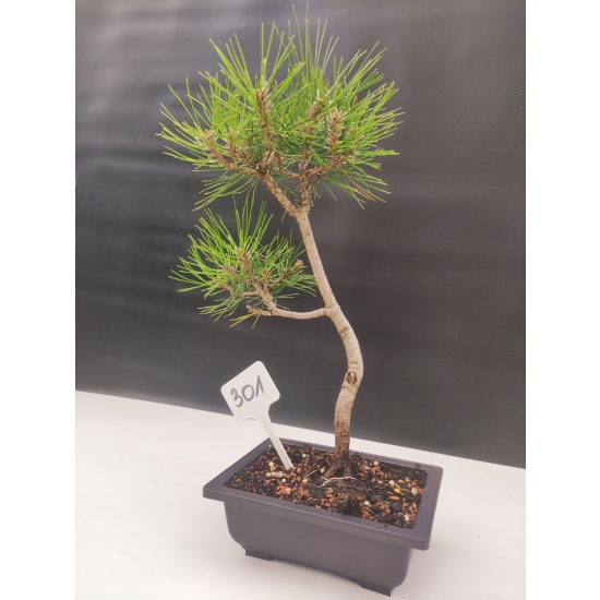 Żywe Drzewko Bonsai Sosna Czarna Pinus Nigra 10 lat na PREZENT paszport 301