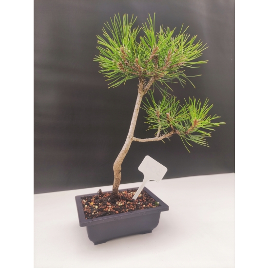 Żywe Drzewko Bonsai Sosna Czarna Pinus Nigra 10 lat na PREZENT paszport 301