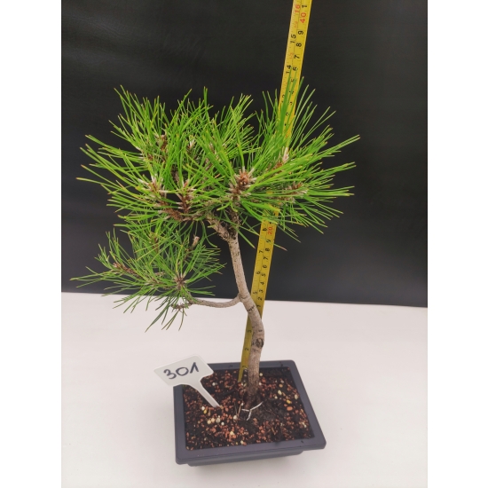 Żywe Drzewko Bonsai Sosna Czarna Pinus Nigra 10 lat na PREZENT paszport 301