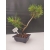 Żywe Drzewko Bonsai Sosna Czarna Pinus Nigra 10-letni na PREZENT 302