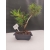 Żywe Drzewko Bonsai Sosna Czarna Pinus Nigra 10-letni na PREZENT 302