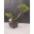 Żywe Drzewko Bonsai Sosna Czarna Pinus Nigra 10-letni na PREZENT 302