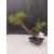Żywe Drzewko Bonsai Sosna Czarna Pinus Nigra 10-letni na PREZENT 302