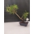 Żywe Drzewko Bonsai Sosna Czarna Pinus Nigra 10-letni na PREZENT 302