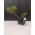 Żywe Drzewko Bonsai Sosna Czarna Pinus Nigra 10-letni na PREZENT 302