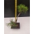 Żywe Drzewko Bonsai Sosna Czarna Pinus Nigra 10-letni na PREZENT 302