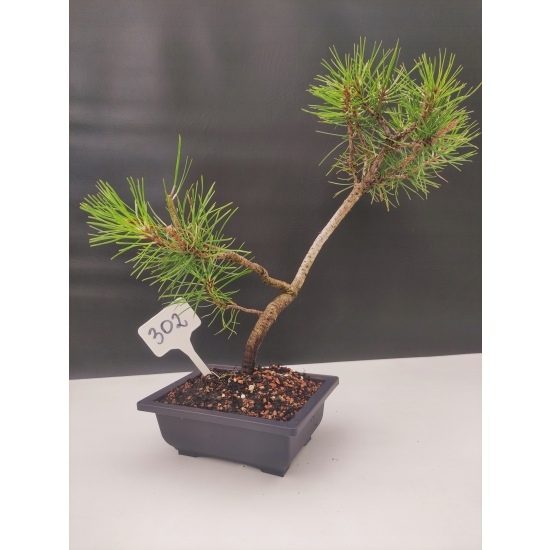 Żywe Drzewko Bonsai Sosna Czarna Pinus Nigra 10-letni na PREZENT 302