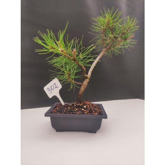 Żywe Drzewko Bonsai Sosna Czarna Pinus Nigra 10-letni na PREZENT 302