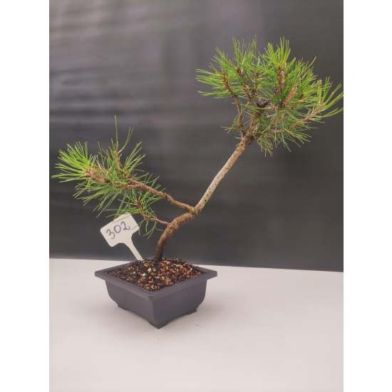 Żywe Drzewko Bonsai Sosna Czarna Pinus Nigra 10-letni na PREZENT 302