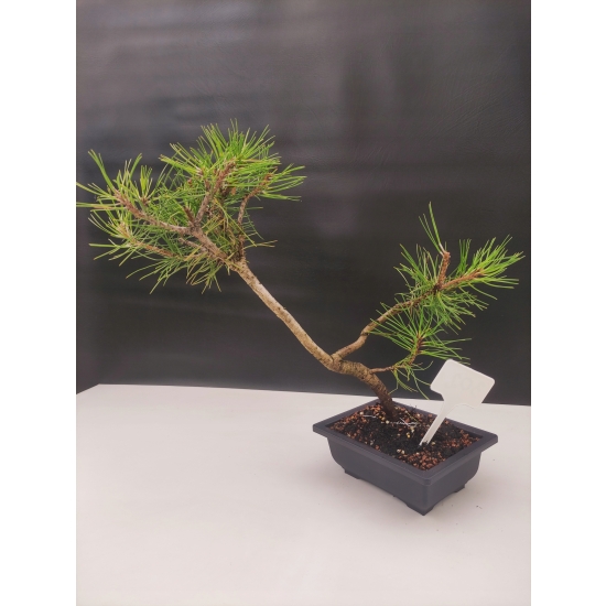 Żywe Drzewko Bonsai Sosna Czarna Pinus Nigra 10-letni na PREZENT 302