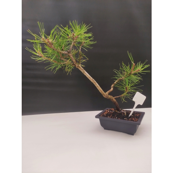 Żywe Drzewko Bonsai Sosna Czarna Pinus Nigra 10-letni na PREZENT 302