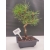 Żywe Drzewko Bonsai Sosna Czarna Pinus Nigra 10-letni na PREZENT 304