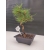 Żywe Drzewko Bonsai Sosna Czarna Pinus Nigra 10-letni na PREZENT 304