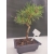 Żywe Drzewko Bonsai Sosna Czarna Pinus Nigra 10-letni na PREZENT 304