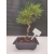 Żywe Drzewko Bonsai Sosna Czarna Pinus Nigra 10-letni na PREZENT 304