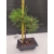 Żywe Drzewko Bonsai Sosna Czarna Pinus Nigra 10-letni na PREZENT 304