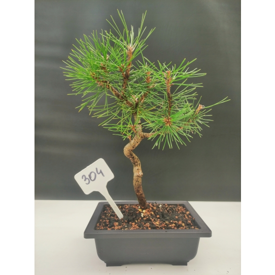 Żywe Drzewko Bonsai Sosna Czarna Pinus Nigra 10-letni na PREZENT 304