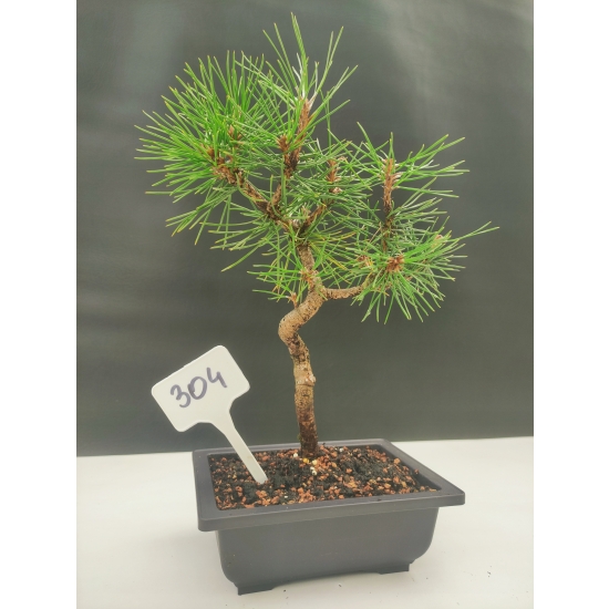 Żywe Drzewko Bonsai Sosna Czarna Pinus Nigra 10-letni na PREZENT 304