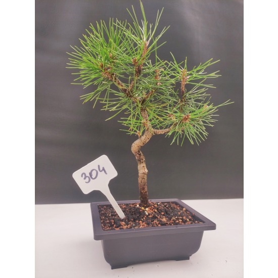Żywe Drzewko Bonsai Sosna Czarna Pinus Nigra 10-letni na PREZENT 304
