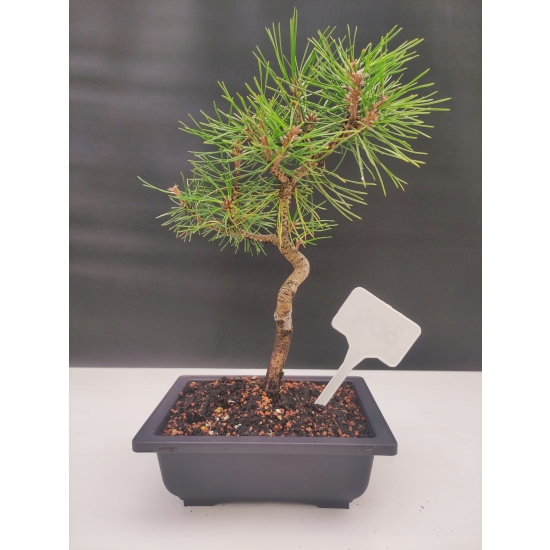 Żywe Drzewko Bonsai Sosna Czarna Pinus Nigra 10-letni na PREZENT 304
