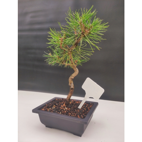 Żywe Drzewko Bonsai Sosna Czarna Pinus Nigra 10-letni na PREZENT 304