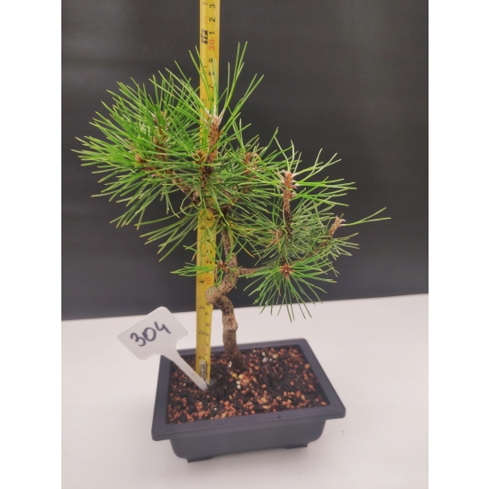 Żywe Drzewko Bonsai Sosna Czarna Pinus Nigra 10-letni na PREZENT 304