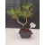 Żywe Drzewko Bonsai Sosna Czarna Pinus Nigra 10-letni na PREZENT 303