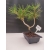 Żywe Drzewko Bonsai Sosna Czarna Pinus Nigra 10-letni na PREZENT 303
