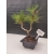 Żywe Drzewko Bonsai Sosna Czarna Pinus Nigra 10-letni na PREZENT 303