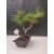 Żywe Drzewko Bonsai Sosna Czarna Pinus Nigra 10-letni na PREZENT 303