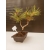 Żywe Drzewko Bonsai Sosna Czarna Pinus Nigra 10-letni na PREZENT 303