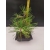 Żywe Drzewko Bonsai Sosna Czarna Pinus Nigra 10-letni na PREZENT 303