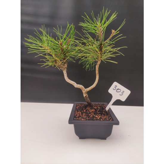 Żywe Drzewko Bonsai Sosna Czarna Pinus Nigra 10-letni na PREZENT 303