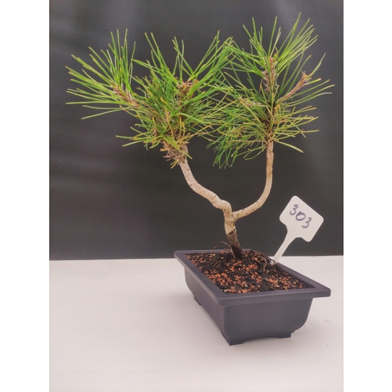 Żywe Drzewko Bonsai Sosna Czarna Pinus Nigra 10-letni na PREZENT 303